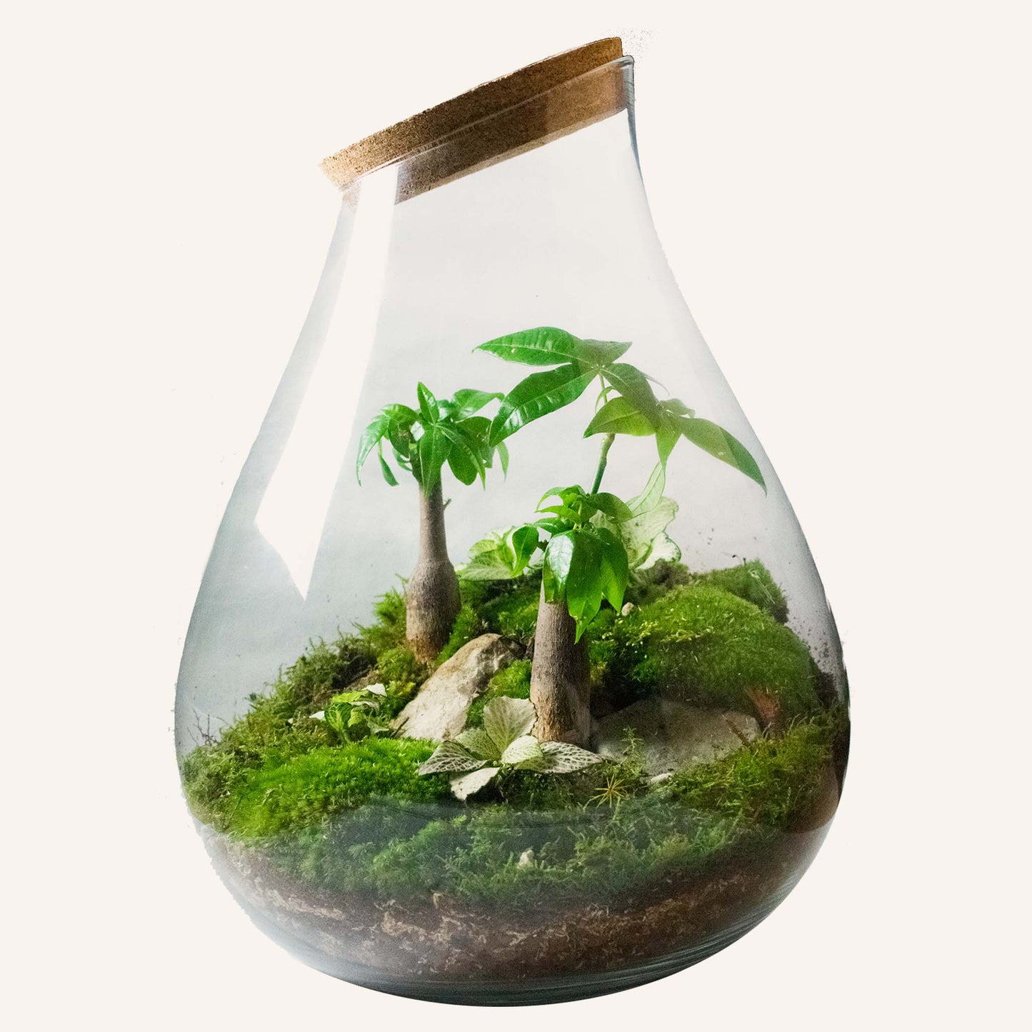 Super Terrarium bundel